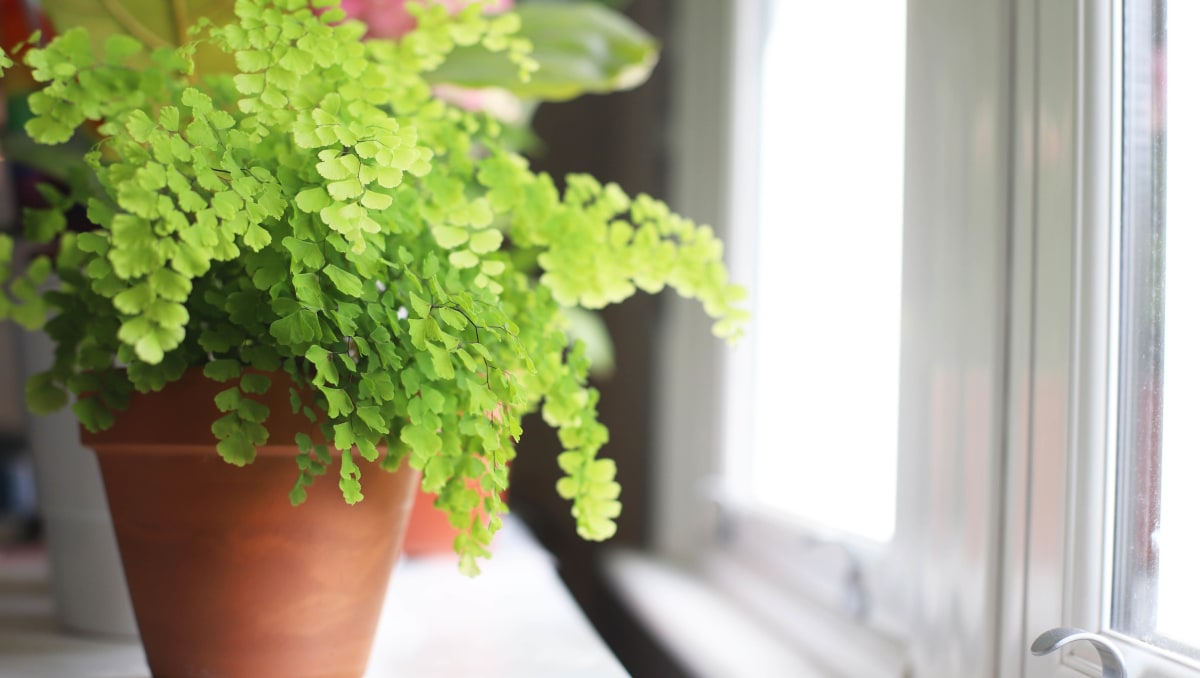 A plant in a terracotta pot next to a window